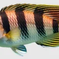 fish.webp